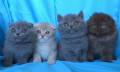 Шотландски клепоухи котенца